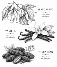 Load image into Gallery viewer, A black and white botanical illustration sheet featuring three types of vanilla beans: Ylang Ylang, Vanilla, and Tonka Bean, each shown with its name and a short descriptive text on a plain white background.