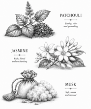 Load image into Gallery viewer, A black and white botanical illustration set featuring three scent ingredients: Patchouli, Jasmine, and Musk. Each section includes a detailed hand-drawn illustration of the plant or substance, accompanied by its name and descriptive text on a clean white background.
